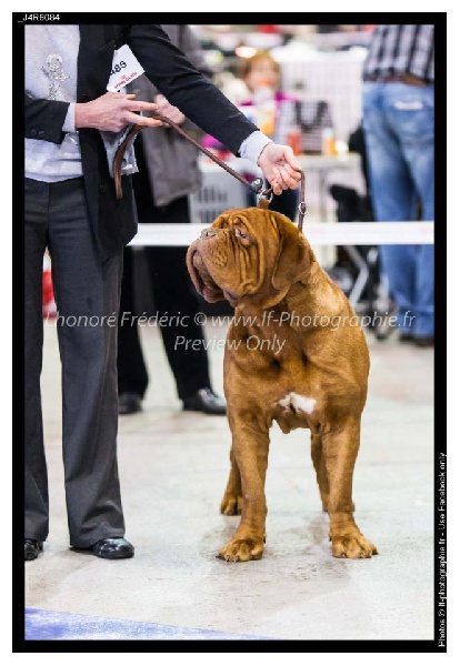 CH. Figaro du domaine des Rouvres - 1er Excellent en classe intermédiaire - CAC CACIB MEILLEUR DE RACE