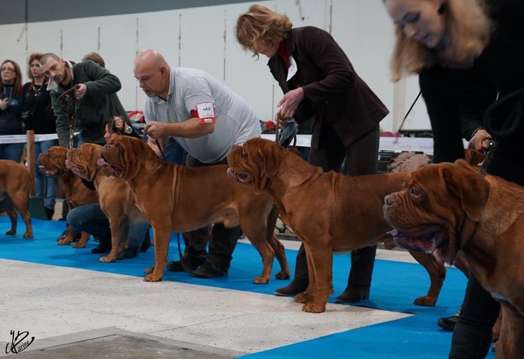 CH. Figaro du domaine des Rouvres - 2ème Excellent RCAC