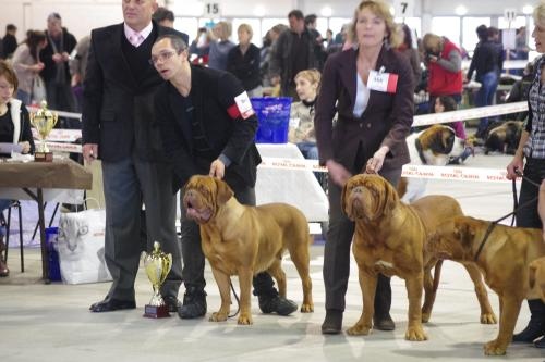 CH. Figaro du domaine des Rouvres - 1er Excellent - CAC