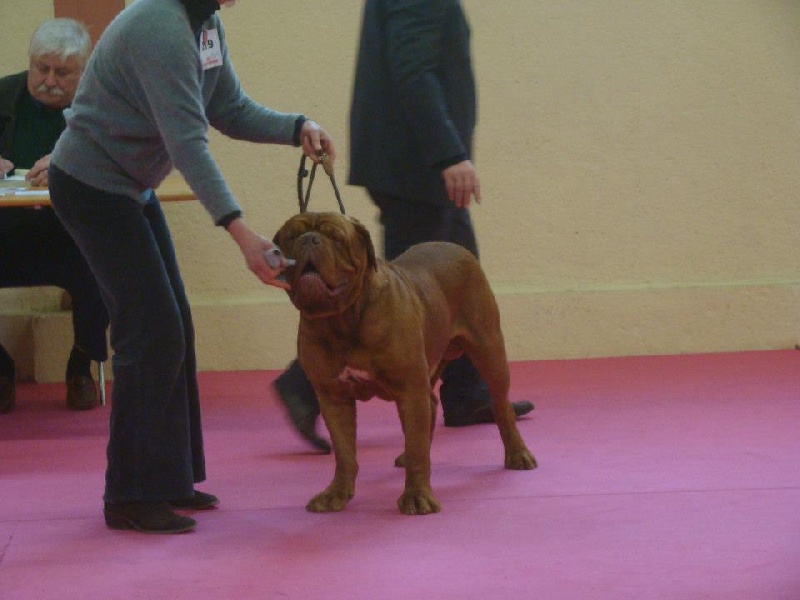 CH. Figaro du domaine des Rouvres - 1er Excellent CAC-CACIB