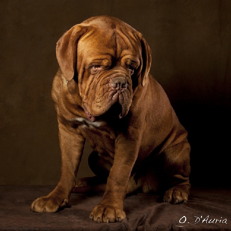 CH. Figaro du domaine des Rouvres - 1er Excellent en classe intermédiaire - CAC CACIB MEILLEUR DE RACE