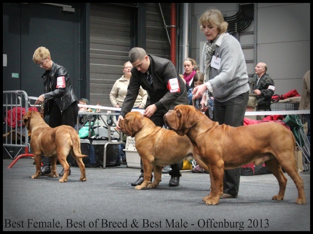 CH. Figaro du domaine des Rouvres - 1er Excellent CACIB