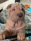 Les chiots de Shar Pei