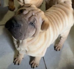 Les chiots de Shar Pei