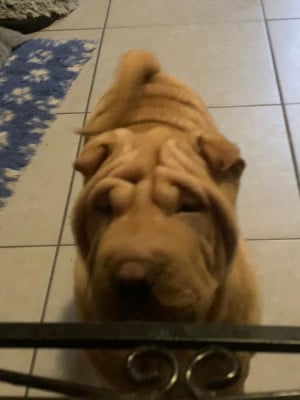 Les chiots de Shar Pei