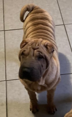 Les chiots de Shar Pei