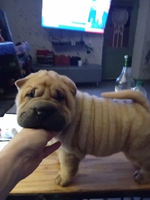 Les chiots de Shar Pei