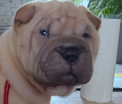 Les chiots de Shar Pei