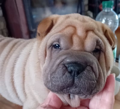 Les chiots de Shar Pei