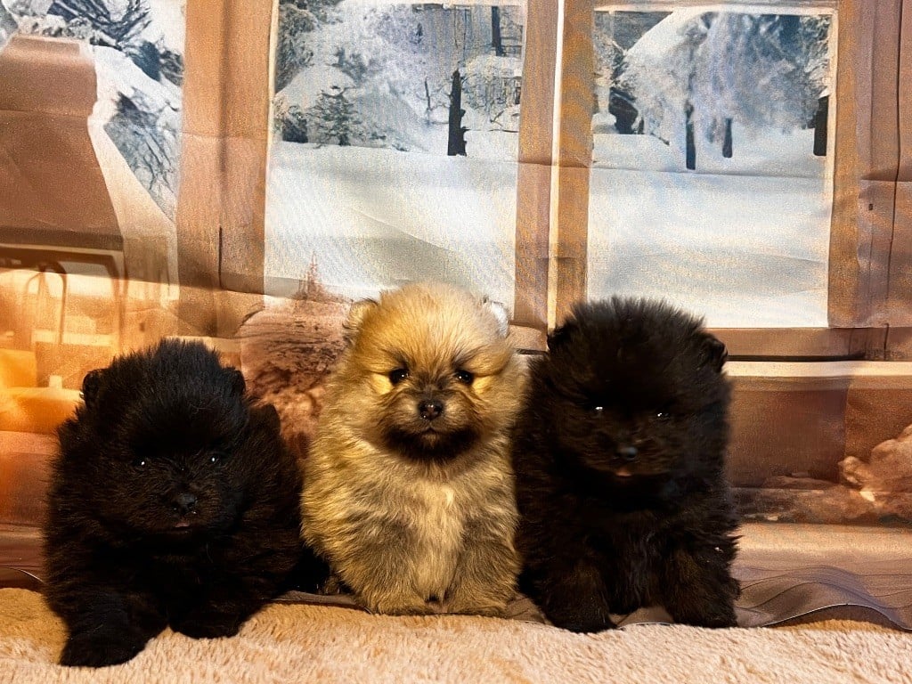 Spitz allemand - du lunoxa