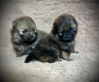 Les chiots de Spitz allemand