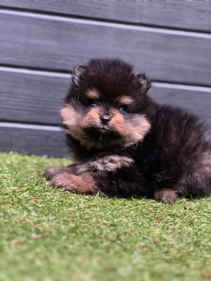 Spitz allemand