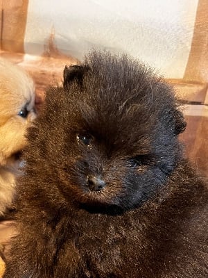 Les chiots de Spitz allemand