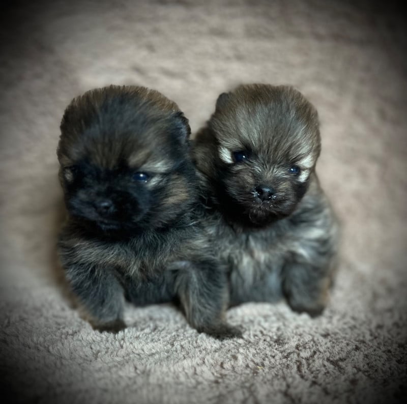 Spitz allemand - du lunoxa