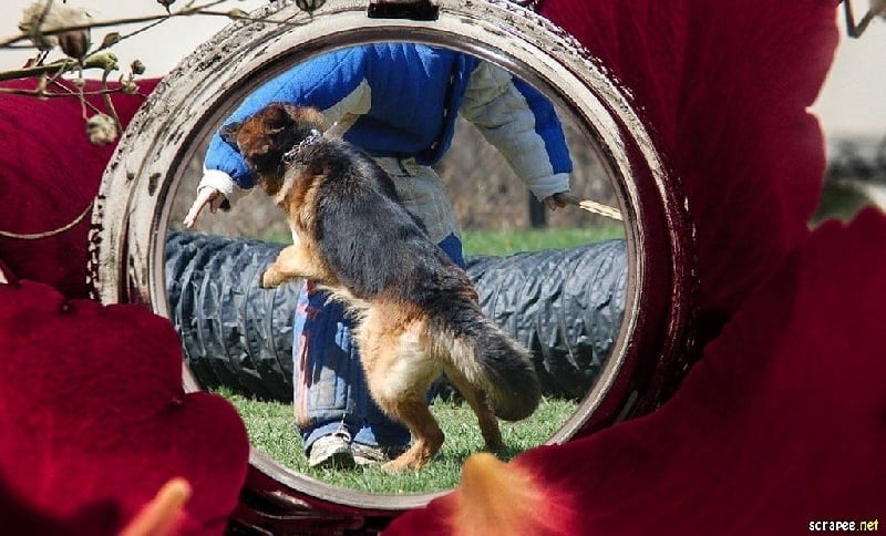 CH. Frane du jardin de Mesoz - KORUNG