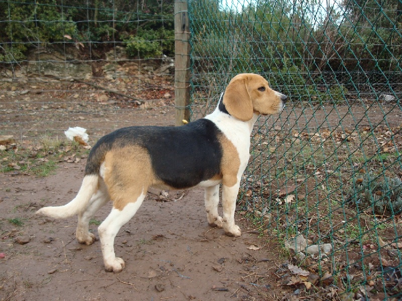 Calypso des collines mimetaines