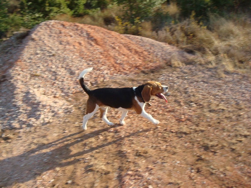 Bessie des collines mimetaines