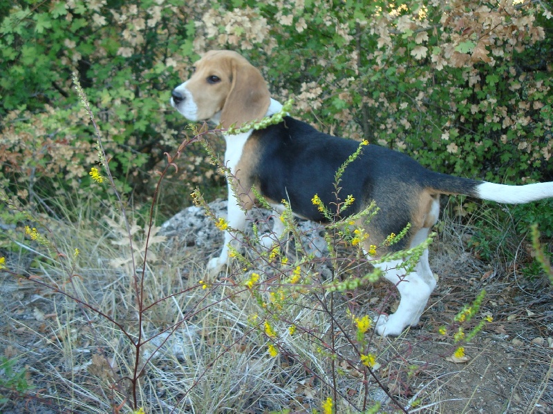Calypso des collines mimetaines