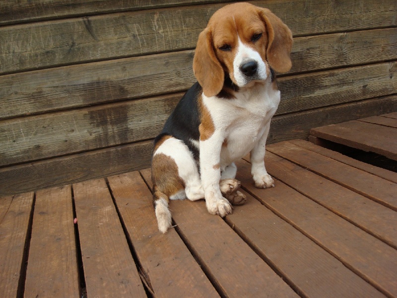 Bessie des collines mimetaines