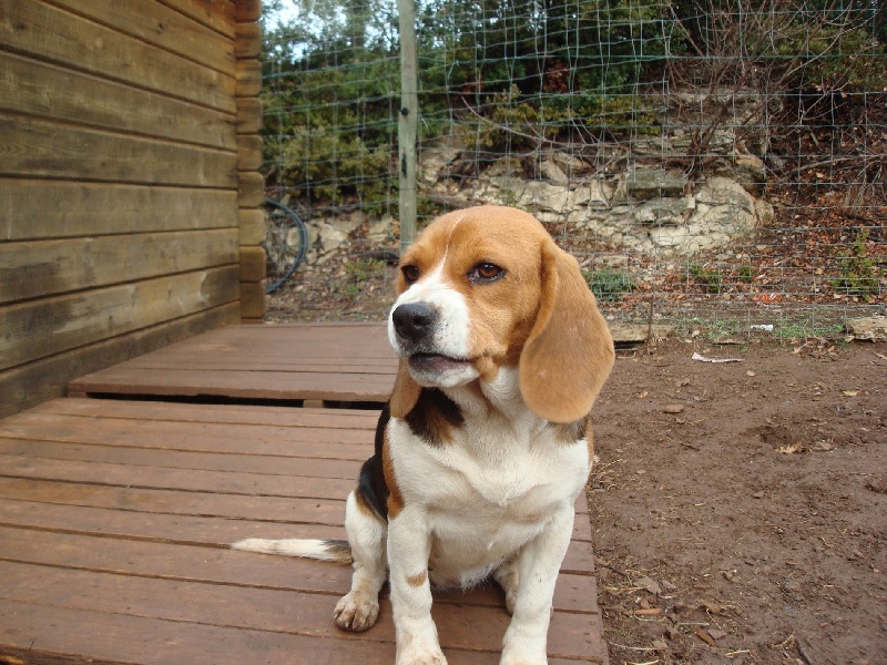 Bessie des collines mimetaines