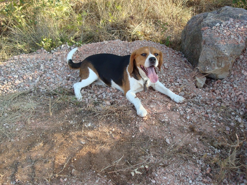Bessie des collines mimetaines