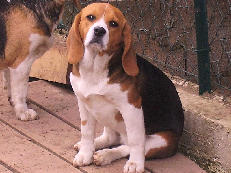 Bessie des collines mimetaines