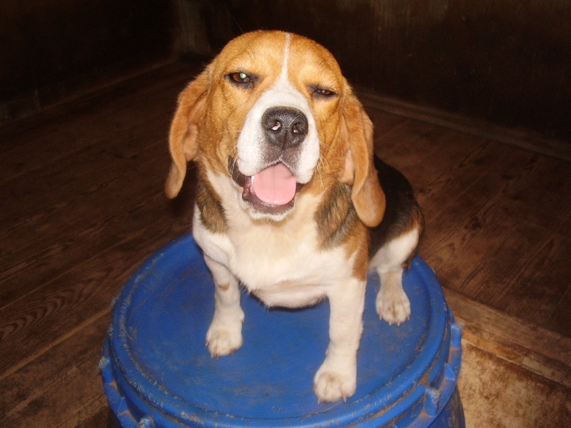 Bessie des collines mimetaines