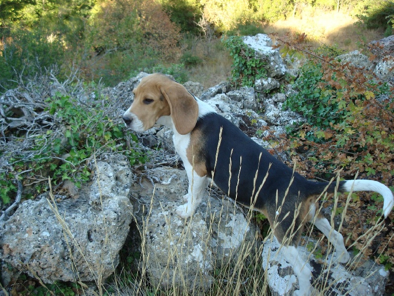 Calypso des collines mimetaines