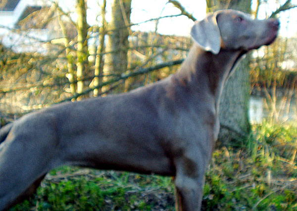 Sultane (Sans Affixe)
