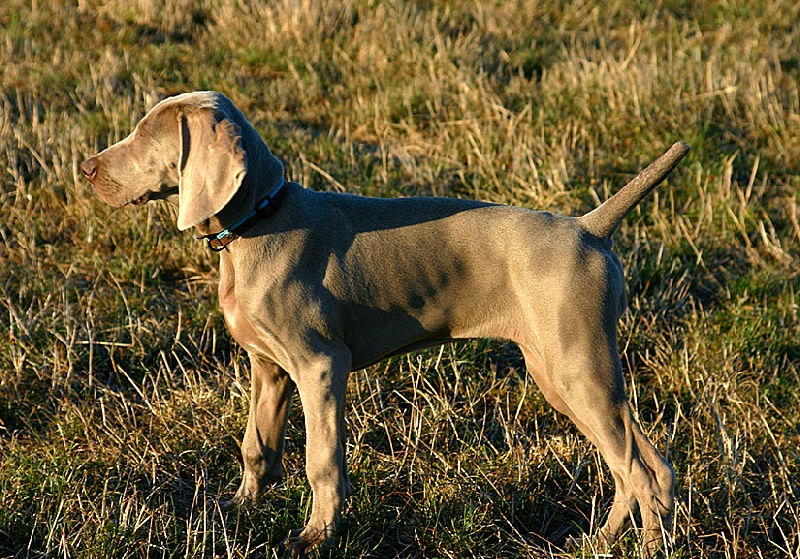 Empreinte de la Roseraie de Pennanguer