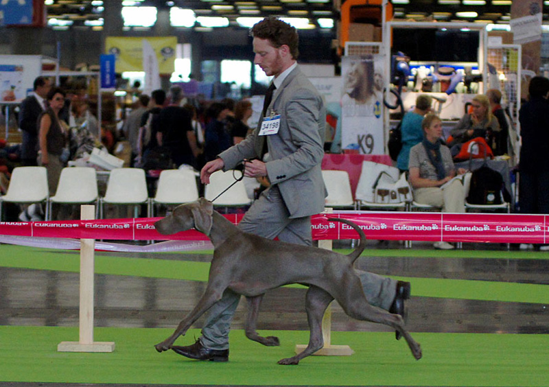 CH. Floryhade del canberra de la Roseraie de Pennanguer
