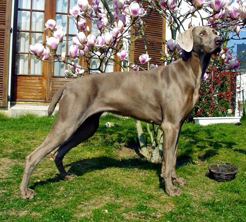 Sultane (Sans Affixe)