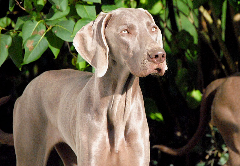 CH. Floryhade del canberra de la Roseraie de Pennanguer