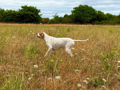 Les chiots de Pointer