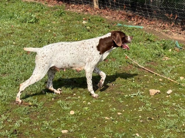 Phybie de Saint Montange