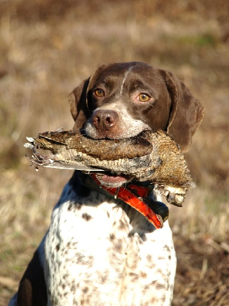 Publication : de Saint Montange