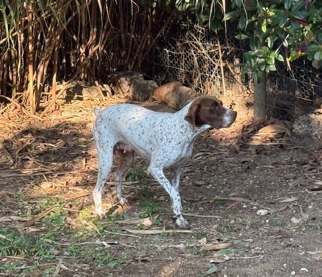 Pony de Saint Montange