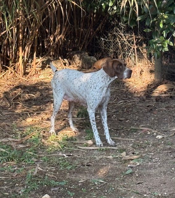 Pony de Saint Montange