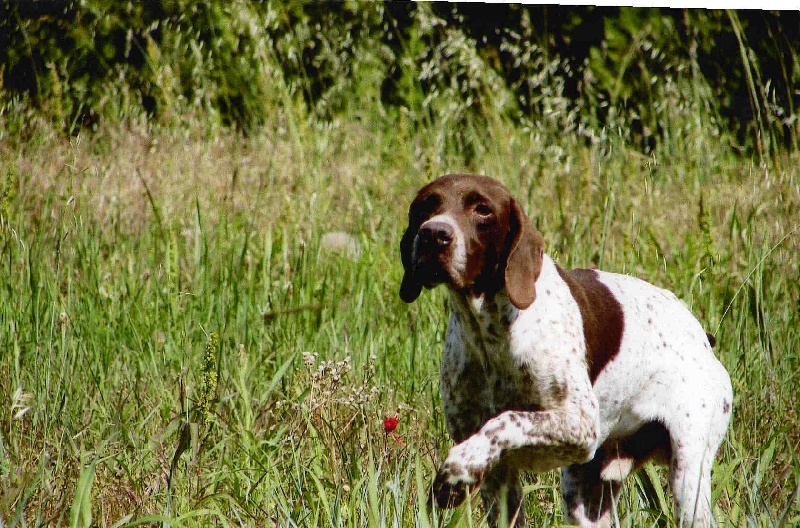 Publication : de Saint Montange Auteur : perso