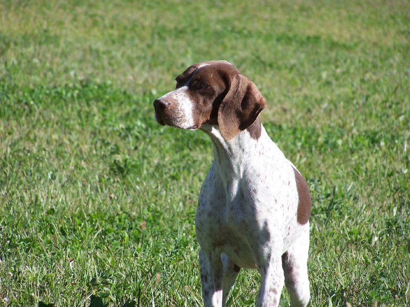 Publication : de Saint Montange