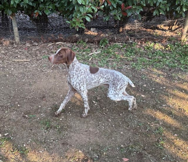 Titan de Saint Montange