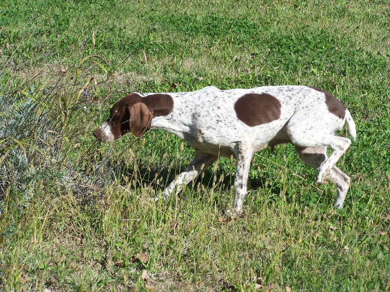 Publication : de Saint Montange