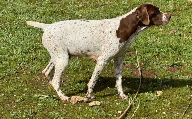 Phybie de Saint Montange