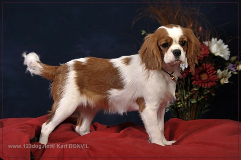 Elfie des légendes de Malbrouck