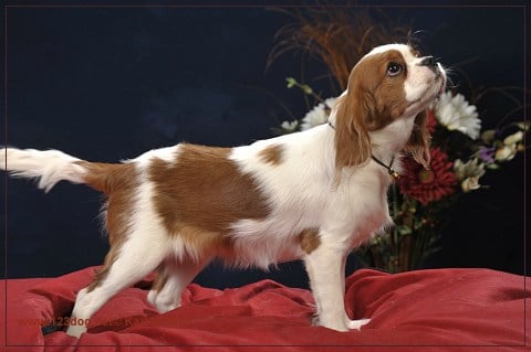 Elfie des légendes de Malbrouck