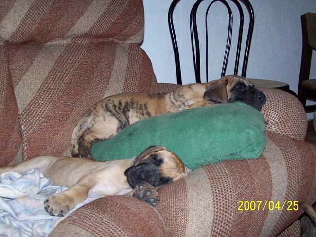 Cole Du jardin de l'olympe