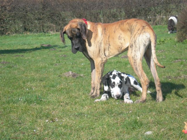Cole Du jardin de l'olympe