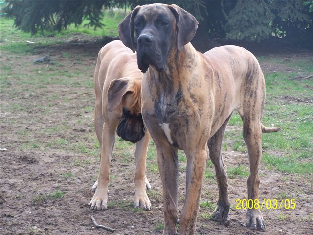 Cole Du jardin de l'olympe