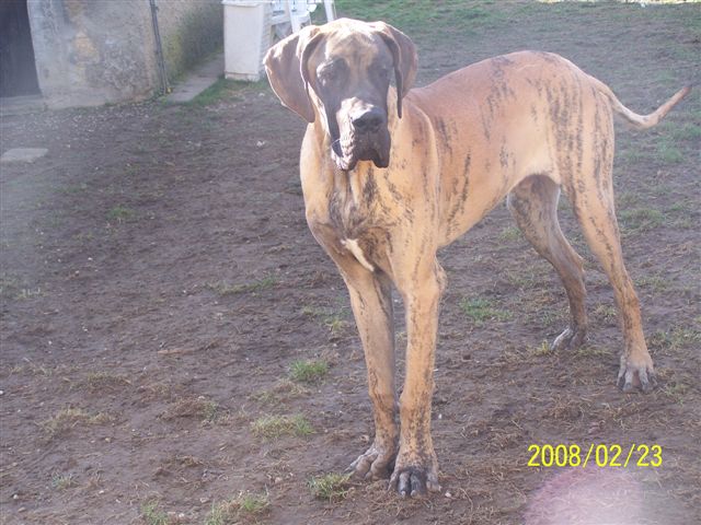 Cole Du jardin de l'olympe