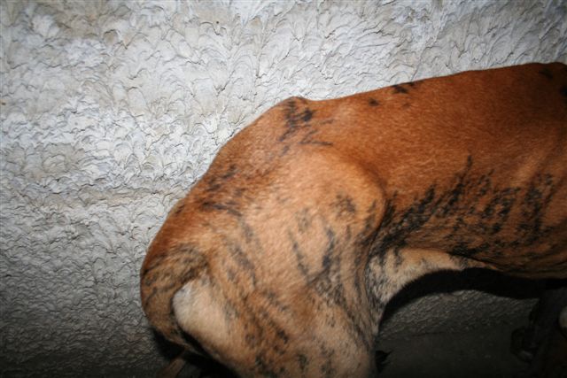 Cole Du jardin de l'olympe